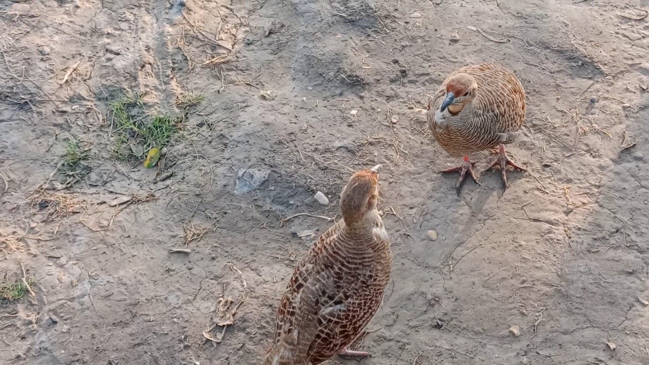 تیتر اپس میں دونوں لڑ پڑے