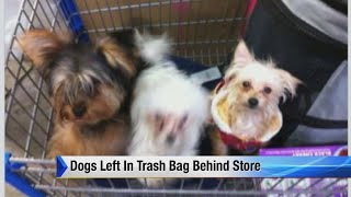 Dogs left in trash bag behind Walmart in Woodhaven