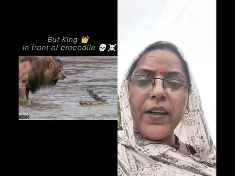 शेर के मगरमच्छ की जबरदस्त लड़ाई# #viral