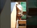 The Secret World of Cats 🐱#Cats #Cat #CatsOfTikTok #CatLover #CuteCats