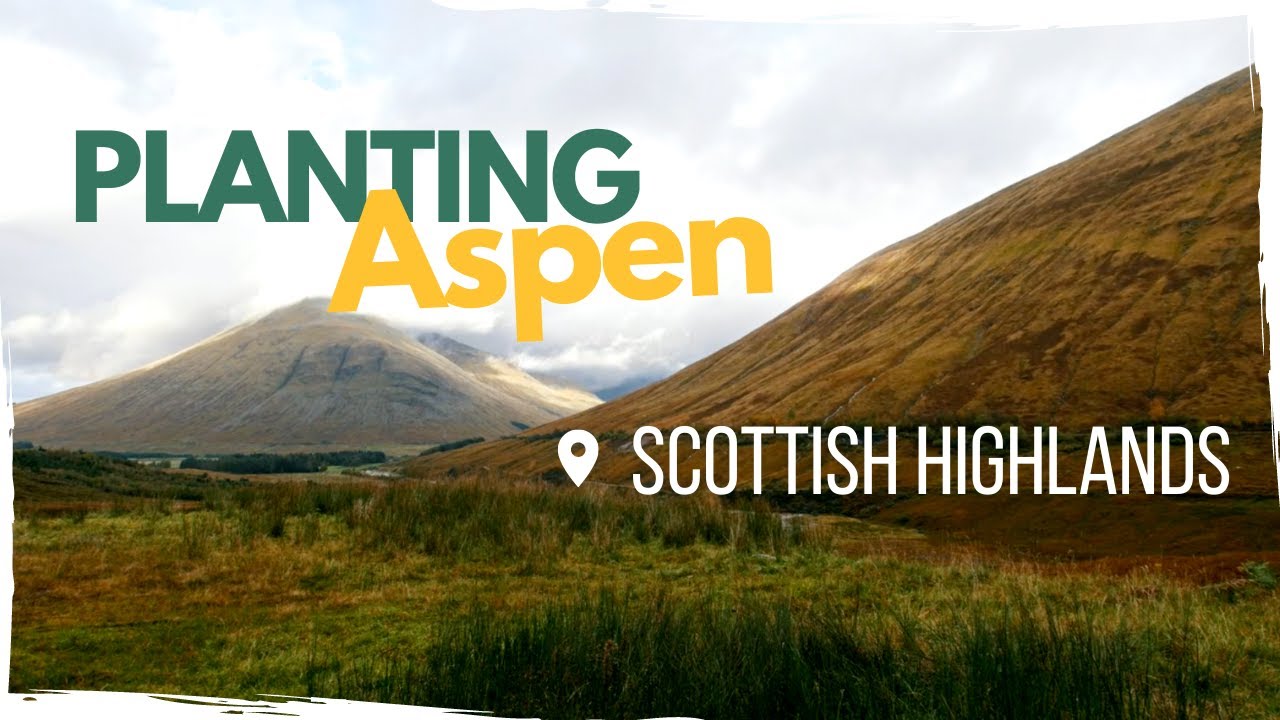 Planting Aspen: Restoring a Keystone Tree to the Scottish Highlands