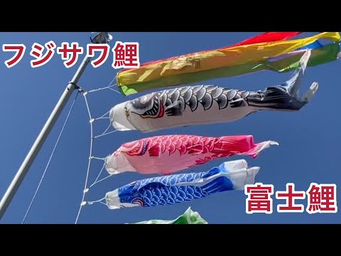 今年も上げました！フジサワ鯉の富士鯉 鯉のぼり 端午の節句 子供の日