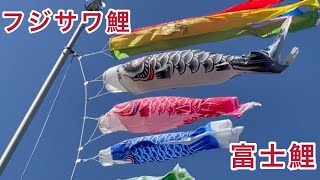 今年も上げました！フジサワ鯉の富士鯉 鯉のぼり 端午の節句 子供の日