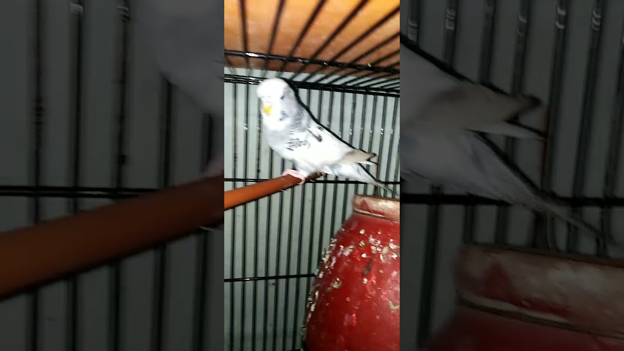 Exhibition progress eggs laying.......