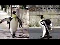 Умный пингвин сам ходит на рынок и покупает себе рыбу