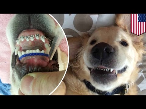 Video: Kawat Gigi Anjing: Yang Perlu Anda Ketahui