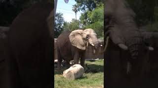 Zoo Shorts Elephant