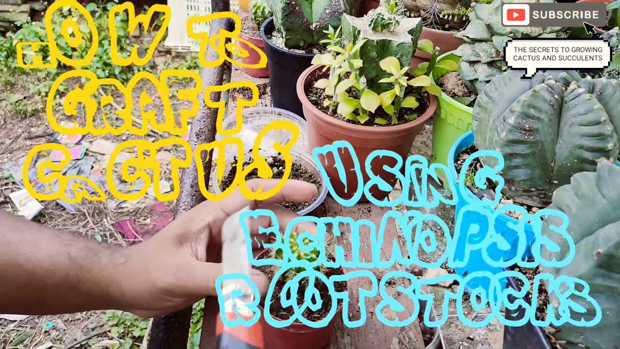 How To Graft Your Cactus | Grafting 2 Months Old Seedling Onto