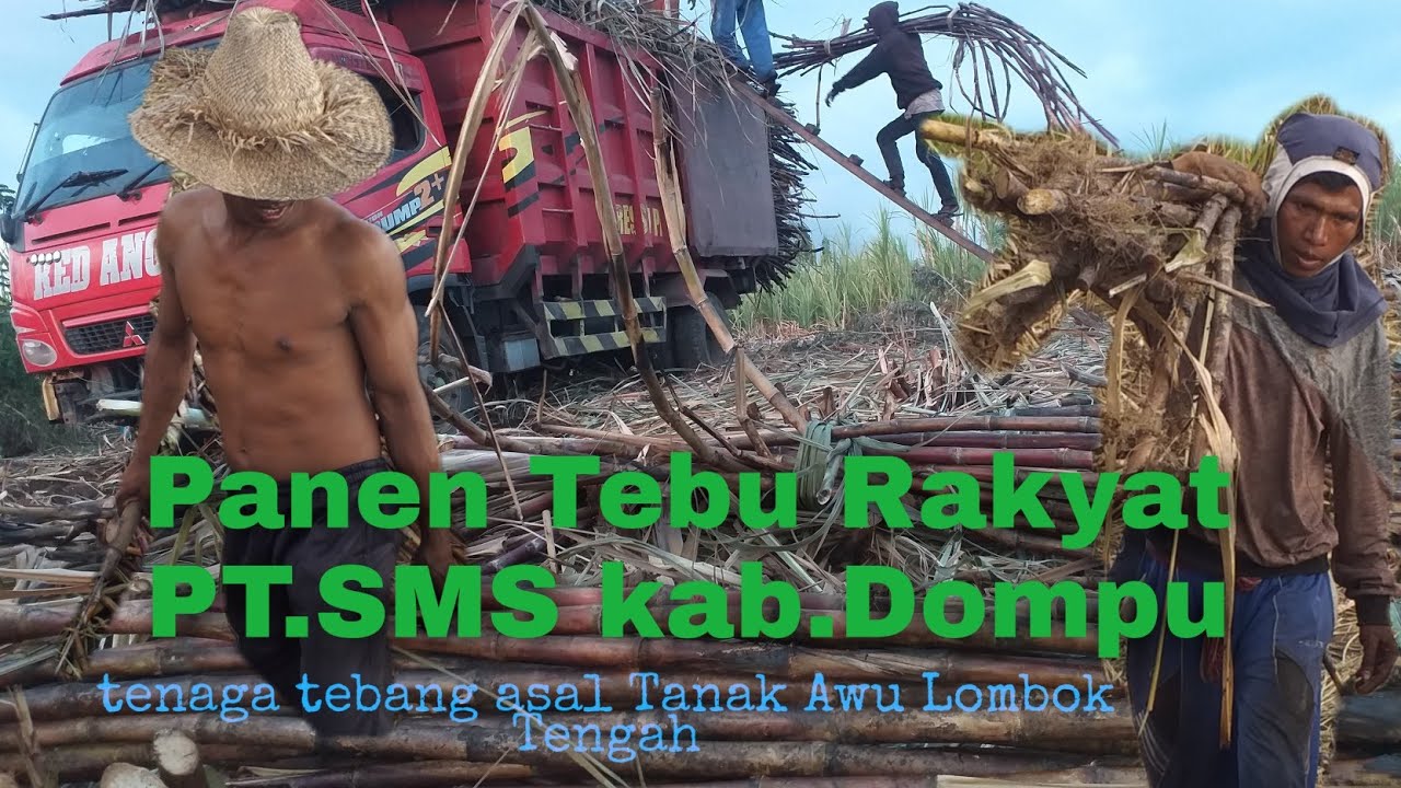 Panen Tebu PT.SMS. Dompu Tenaga asal Desa tanak Awu Pujut Lombok Tengah