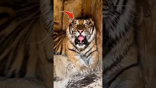 Amazing Tiger Facts 🐯