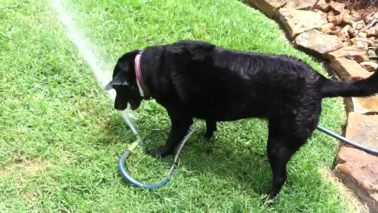 Water hose 2 dog 0 YouTube