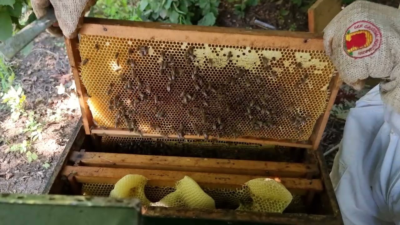 PRAVLJENA DRUSTVA OD 1 DRUŠTVA 7 VRCANJE I UZIMLJAVANJE.31.07.2023