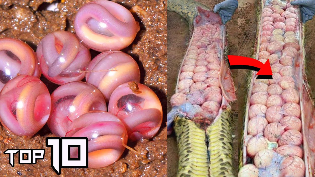 10 Weird Animal Eggs That Are Extremely Strange | Things Around