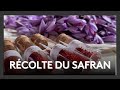 La récolte du safran a débuté : l’or rouge se cueille à la main
