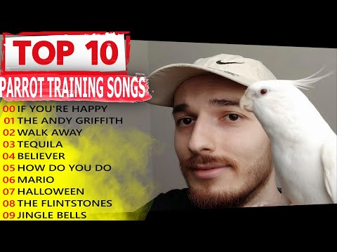🎵The BEST 10 PARROT TRAINING SONGS EVER for Cockatiel Singing! Bird Training