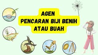 PENCARAN BIJI BENIH TUMBUHAN | Kemandirian Spesies