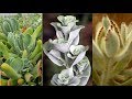 40 ESPÉCIES DE KALANCHOE EXÓTICAS