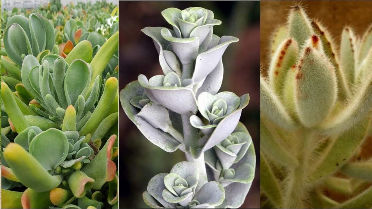 40 ESPÉCIES DE KALANCHOE EXÓTICAS