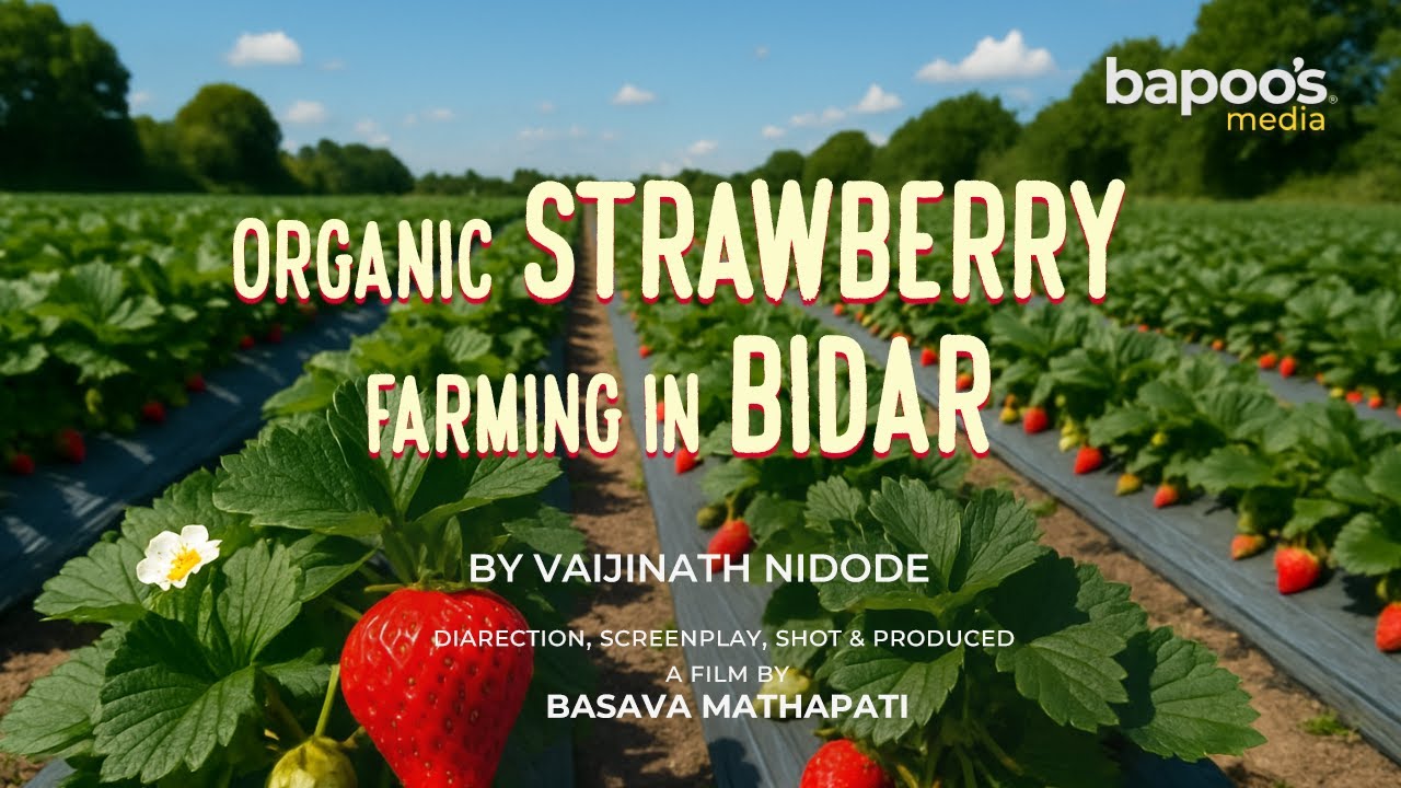 Bidar's Organic Strawberry Journey: Seed to Harvest | ಬೀದರ್‌ನಲ್ಲಿ ಸಾವಯವ ಸ್ಟ್ರಾಬೆರಿ ಕೃಷಿ