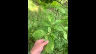 #siembra #nature #plantaciones #castañas #castaños #rural #campo #animals #vivero #garden