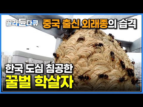 ‘장수말벌도 못 당한다’ 중국에서 건너와 한국 꿀벌 학살하고 <strong>사람까지</strong> 공격한다는 역대급 생태계 교란종｜외래종과의 전쟁｜등검은말벌｜말벌 사냥꾼｜극한직업｜#골라듄다큐