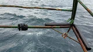 Famous Dolphins seen during SMAST Drop Camera survey Profile