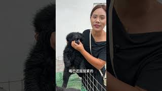 许久不见 长这么大了#中华田园犬  #五黑犬  #狗狗  #三农