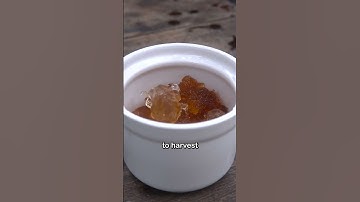 This is peach gum, a gelatinous substance that peach trees release when they get damaged or infected