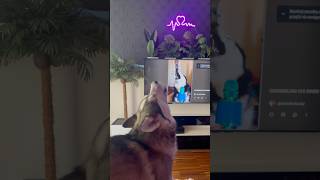 Pomsky sings with husky in tv #pomsky #husky #funnydogs #funnydog #funny #dogsinging #dogtalk