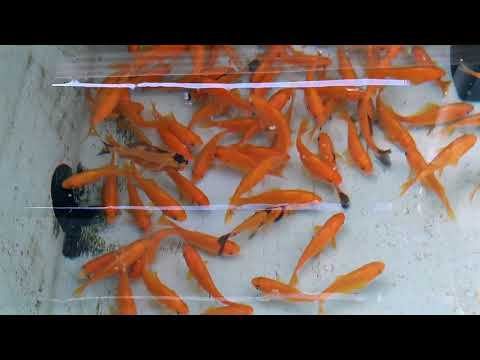 Video: Pesce Rosso O Salsiccia Aziendale