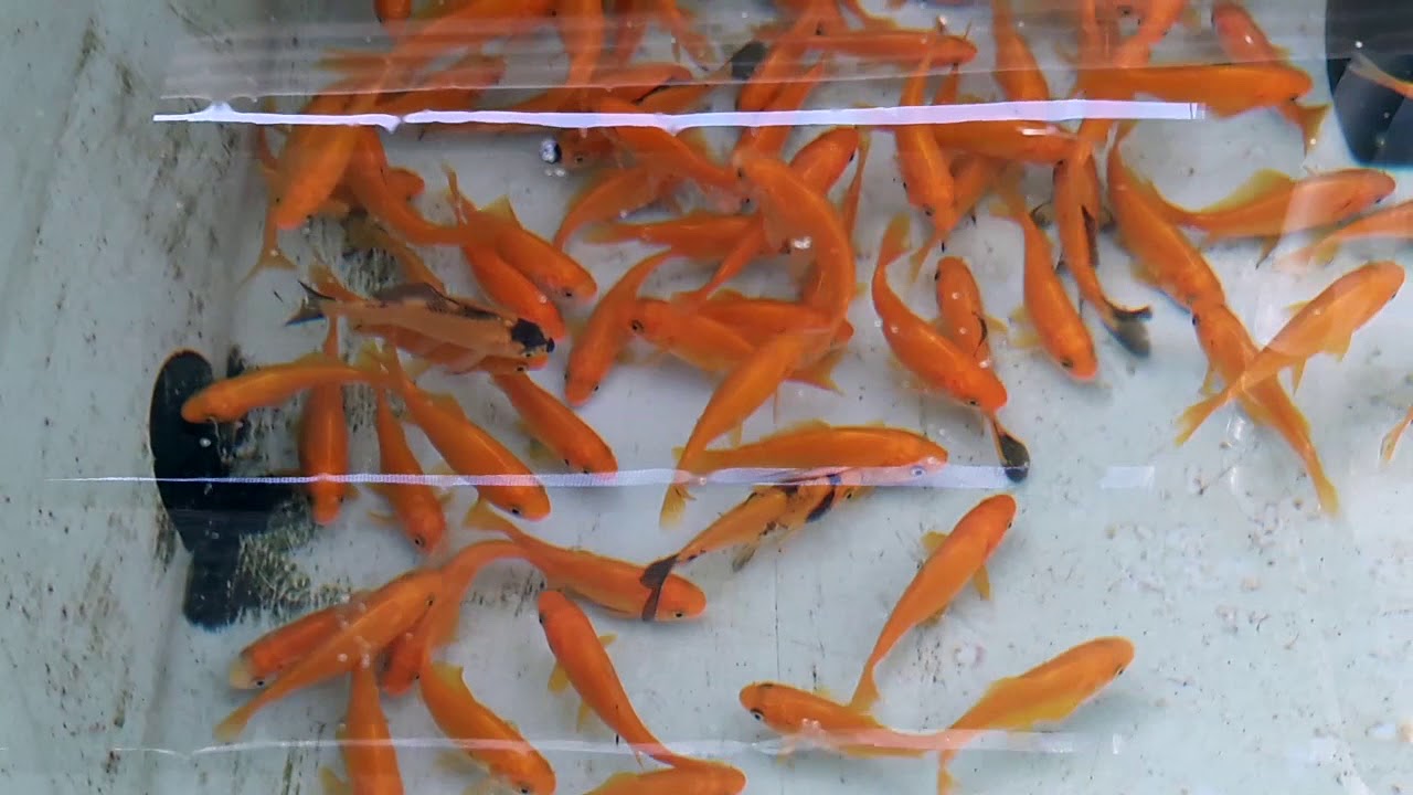 Pesce rosso o carassius auratus: vi presentiamo 4 razze