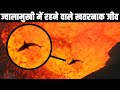 ज्वालामुखी में रहने वाले 10 खतरनाक जीव| 10 Scary Animals That Live In Volcanos