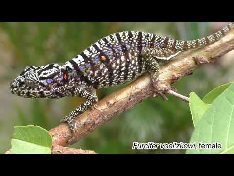 The rediscovery of a spectacular chameleon species on Madagascar: Furcifer voeltzkowi