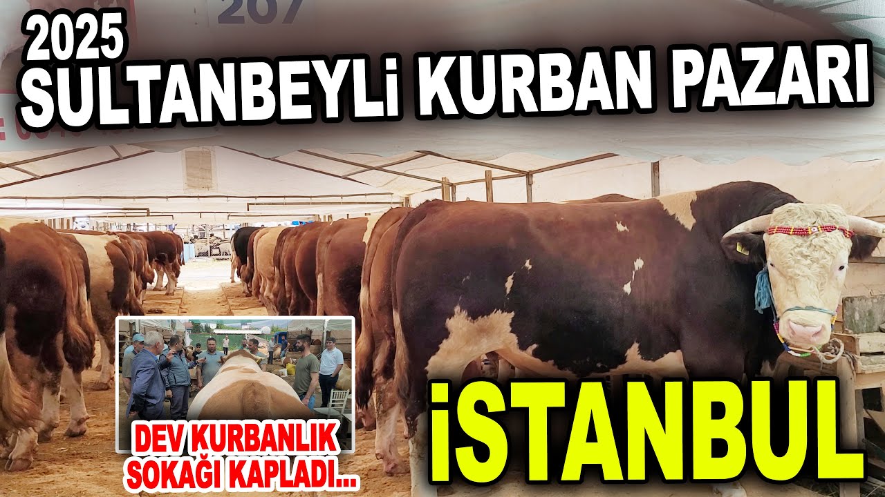 İSTANBUL SULTANBEYLİ 2025 KURBAN PAZARI FİYATLARI