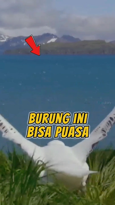 Ketika Kamu Puasa Sehari Udah Lemes? Coba Lihat Burung ini!