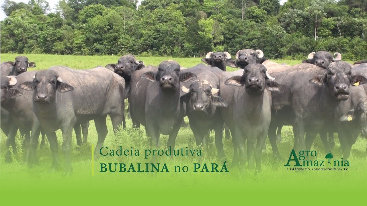 Cadeia Produtiva Bubalina no Pará