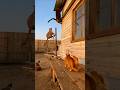 Baboon 🙈 vs Leopard🐆 Risks Life for Cat🐈개코원숭이 🙈 vs 표범 🐆작은 고양이 🐈를 위해 목숨을 걸다ヒヒ 🙈 vs ヒョウ 🐆ネコ 🐈のために命を懸ける