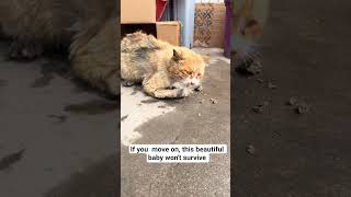 Oliver needs your help, link is in description to support.