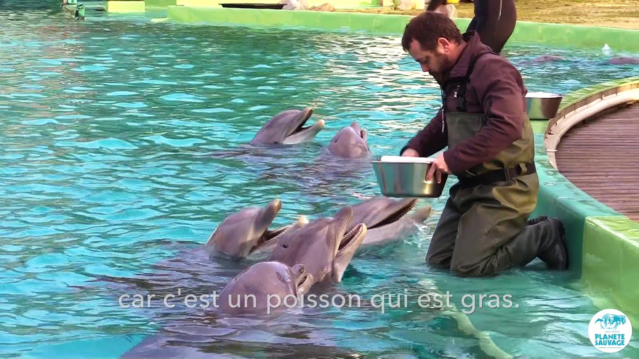E1 Que Mangent Les Dauphins Youtube