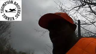 Hunting Cottontails  in the Rain with TB Kennel