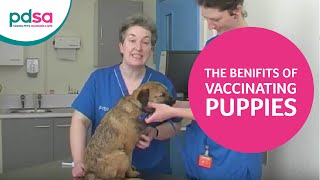 PDSA Vet Advice: The Benefits Of Vaccinating Puppies