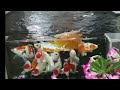 The Beauty of Colorful Koi Fish in Crystal Clear Water