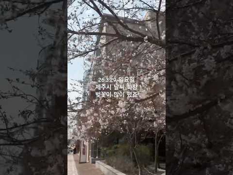 2026년 3월 29일 제주시 날씨 영상(오전엔 화창하고, 오후엔 흐리고, 바람불고) #제주살이 #브이로그 #날씨영상 #제주여행 #벚꽃시즌 #벚꽃축제 #제주살기 #여행브이로그