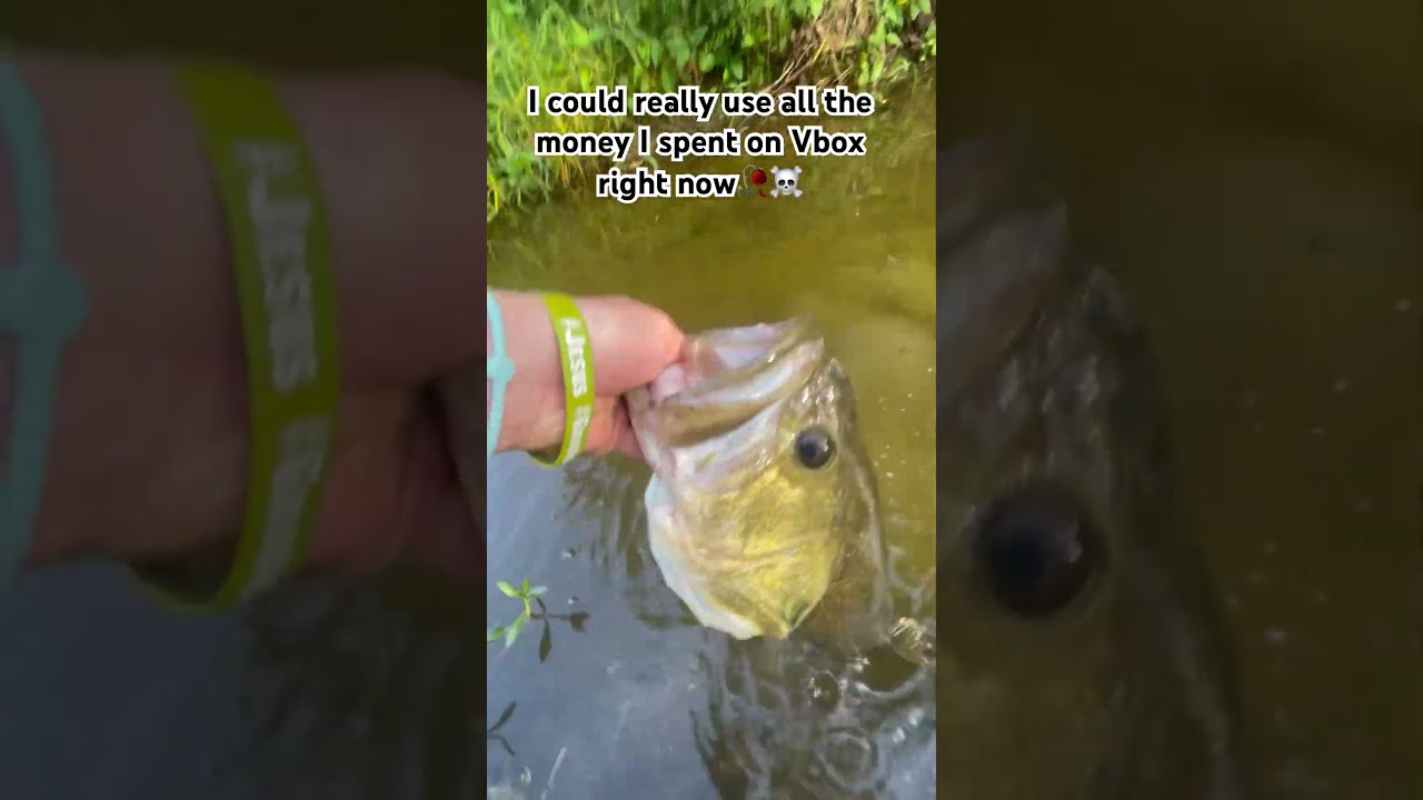 Pls Sub Fishing Bassfishing Carpfishing Helpmemakethismakesense Amnewbutnottheleast Bass Carp