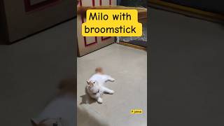 Milo with Broomstick| Playful Milo| Cute Cat | P johnsi| #shorts #cutecat #kitten