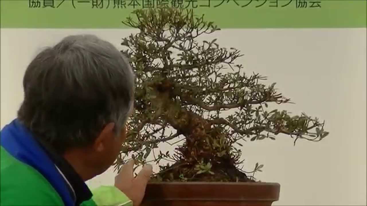 さつき盆栽の講習会 ５鉢目 Making Satsuki Bonsai Youtube