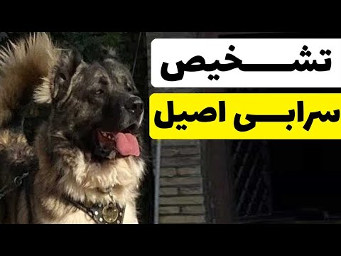 شیوی تشخیص سگ سرابی اصیل 