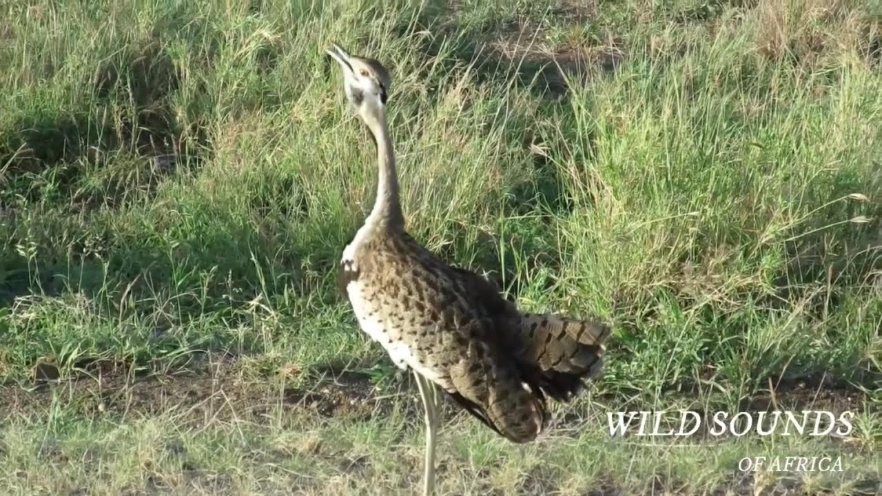 Black-Bellied Bustard Sound – Bird Sound – Africa Wild Animal Sound