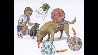 Virus giardia en perros - Giardia canina otthoni gyógymód