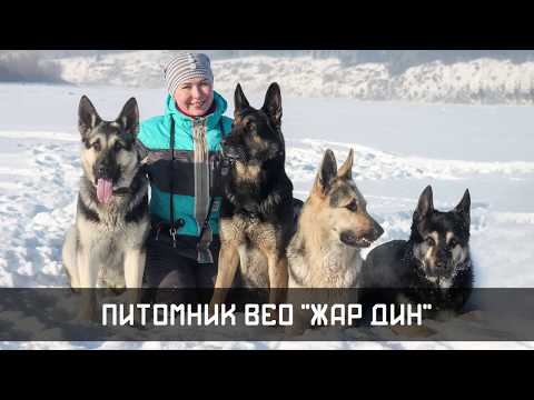 ВЕО — интервью с заводчиком! Прохорова Н.